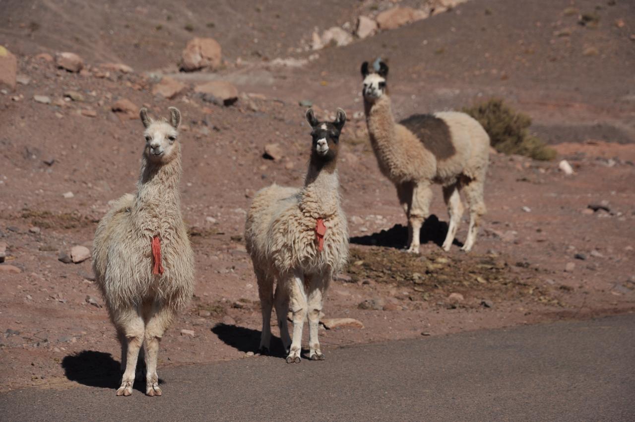 Ckamur Atacama Ethno Lodge & Spa 圣佩德罗·德·阿塔卡马 外观 照片